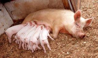 母猪第一胎要生产时是什么症状 母猪生产前征兆